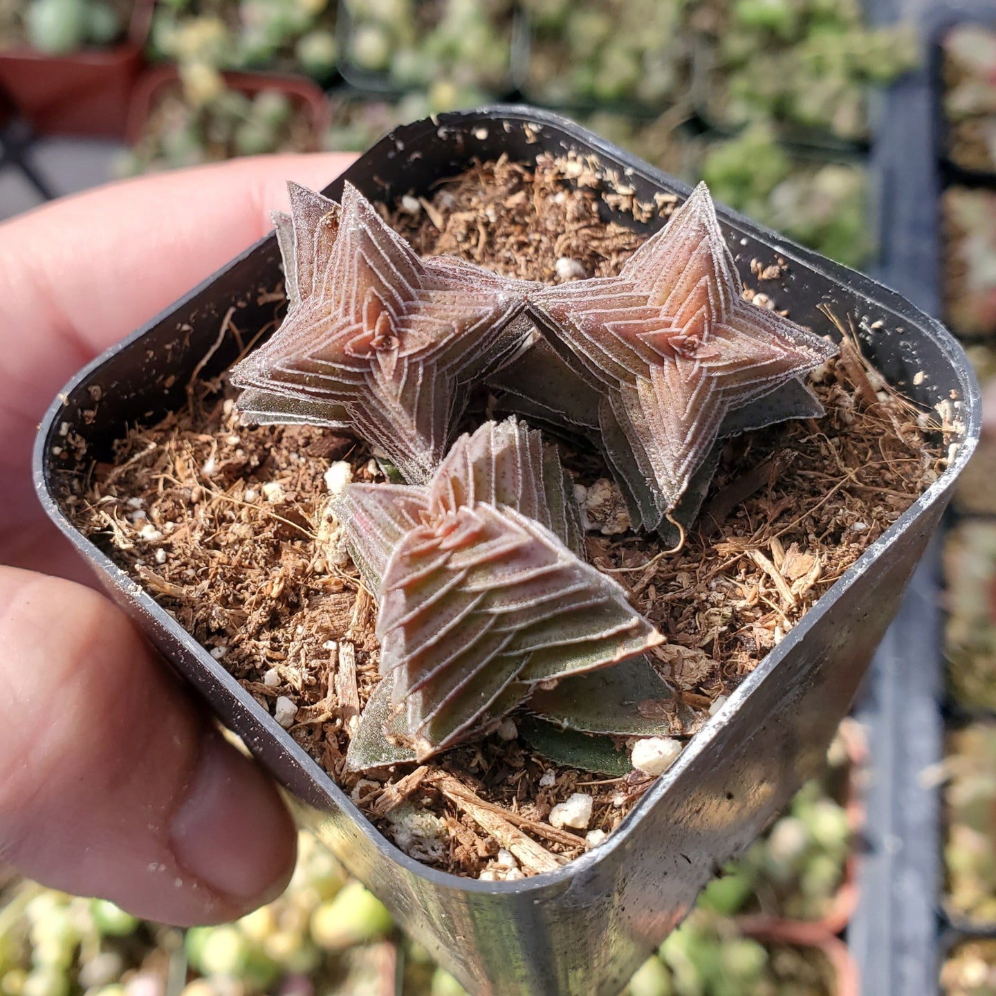 Crassula capitella 'Pagoda Village'